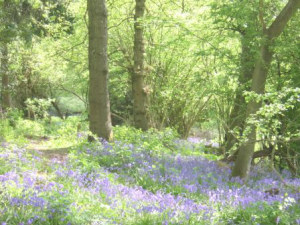 Bluebells