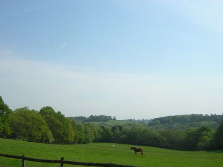 Horse in field